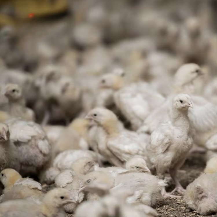 Landbouwapparatuur voor kippen - Farming Equipment For Agriculture recensie en prijs