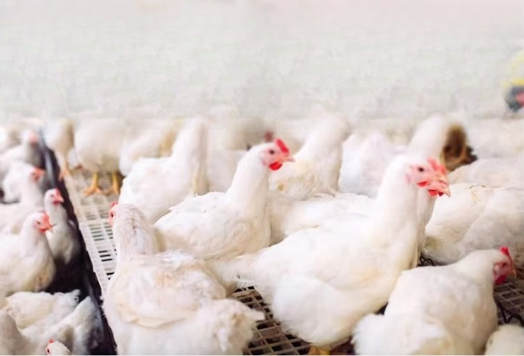 Draagbaar 12000kcal/u pluimvee - Farming System & Sustainable Agriculture recensie en prijs